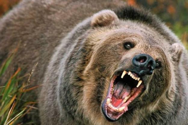 Click to Enlarge

Name: angry-bear.jpg
Size: 45 KB
