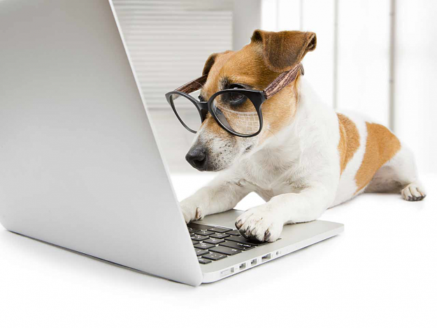 Click to Enlarge

Name: smart dog on pc.png
Size: 473 KB
