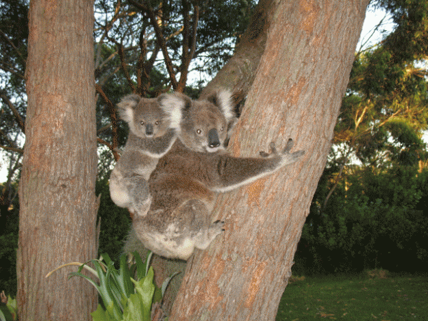 Click to Enlarge

Name: Koala.gif
Size: 231 KB