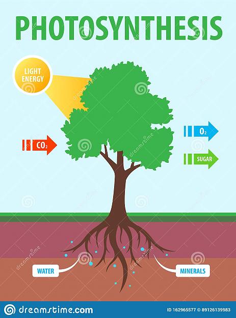 Click to Enlarge

Name: scheme-photosynthesis-tree-scheme-photosynthesis-tree-conversion-carbon-dioxide-to-oxygen-flat-v.jpg
Size: 114 KB